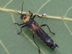 Ichthyurus maior