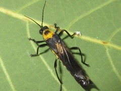 Ichthyurus maior