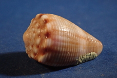 Conus mus