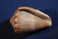 Conus mus