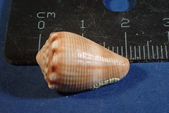 Conus mus