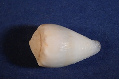Conus nanus