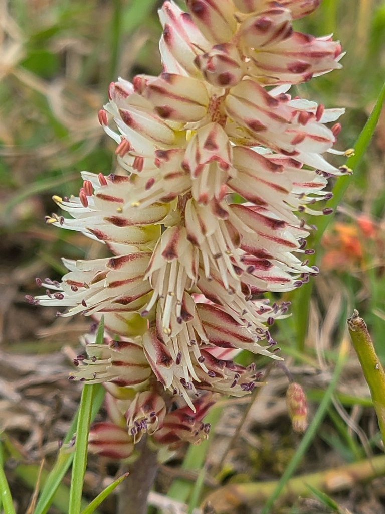 Lachenalia filamentosa, DeHoop Nature Reserve Overberg District Municipality, South Africa