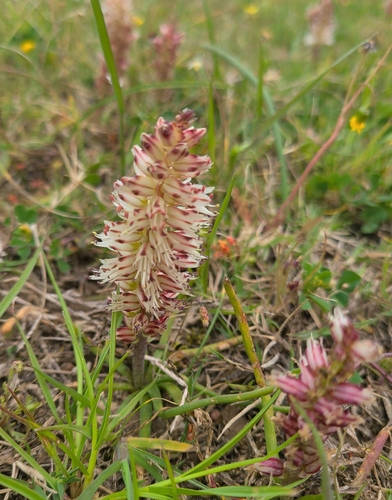 Lachenalia filamentosa
