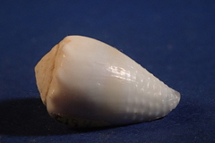 Conus nanus