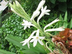 Polianthes tuberosa