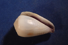 Conus nanus