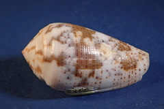 Conus striolatus