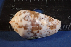 Conus striolatus