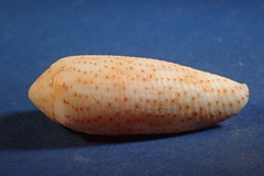 Conus nussatella