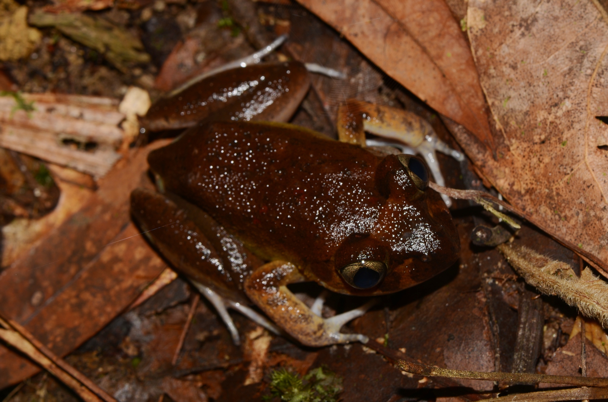 Astylosternus occidentalis Parker, 1931