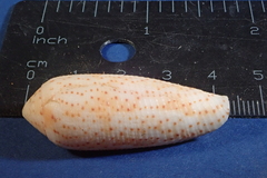 Conus nussatella
