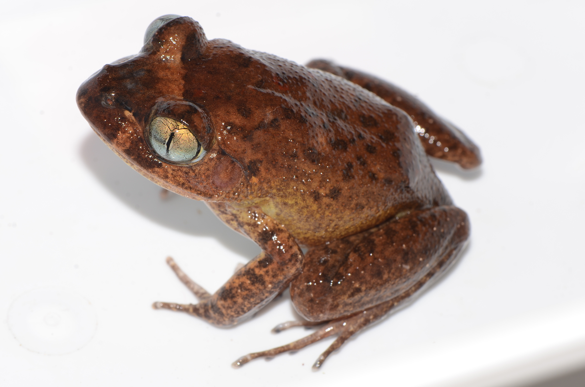 Astylosternus occidentalis Parker, 1931