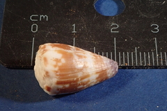 Conus nux