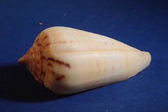 Conus ochroleucus