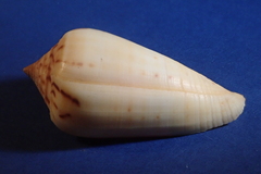 Conus ochroleucus