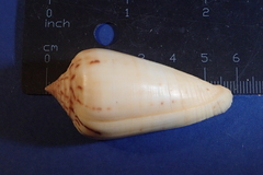 Conus ochroleucus