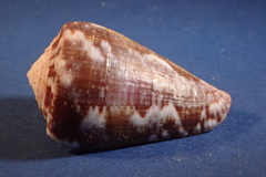 Conus purpurascens