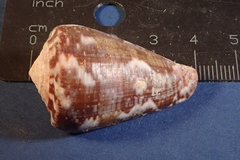 Conus purpurascens