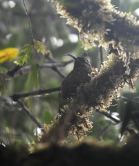 Drymotoxeres pucheranii