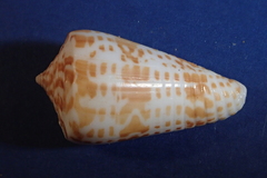 Conus inscriptus