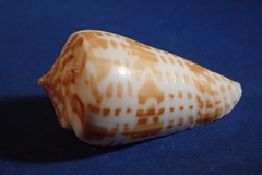 Conus inscriptus