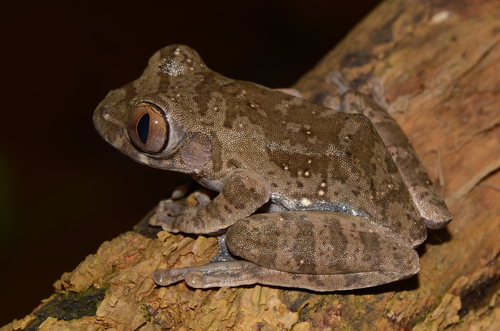 Amani Forest Tree Frog, Leptopelis macrotis