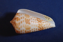 Conus inscriptus