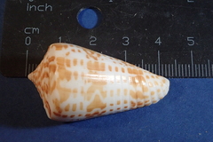 Conus inscriptus