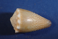 Conus sanguinolentus