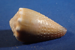 Conus sanguinolentus