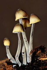 Mycena amicta