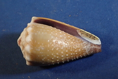 Conus sanguinolentus