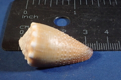 Conus sanguinolentus