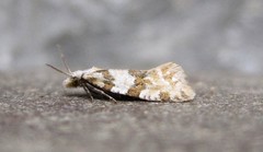 Aethes argentilimitana