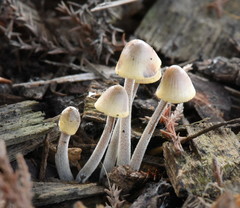 Mycena amicta