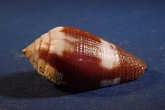 Conus scabriusculus