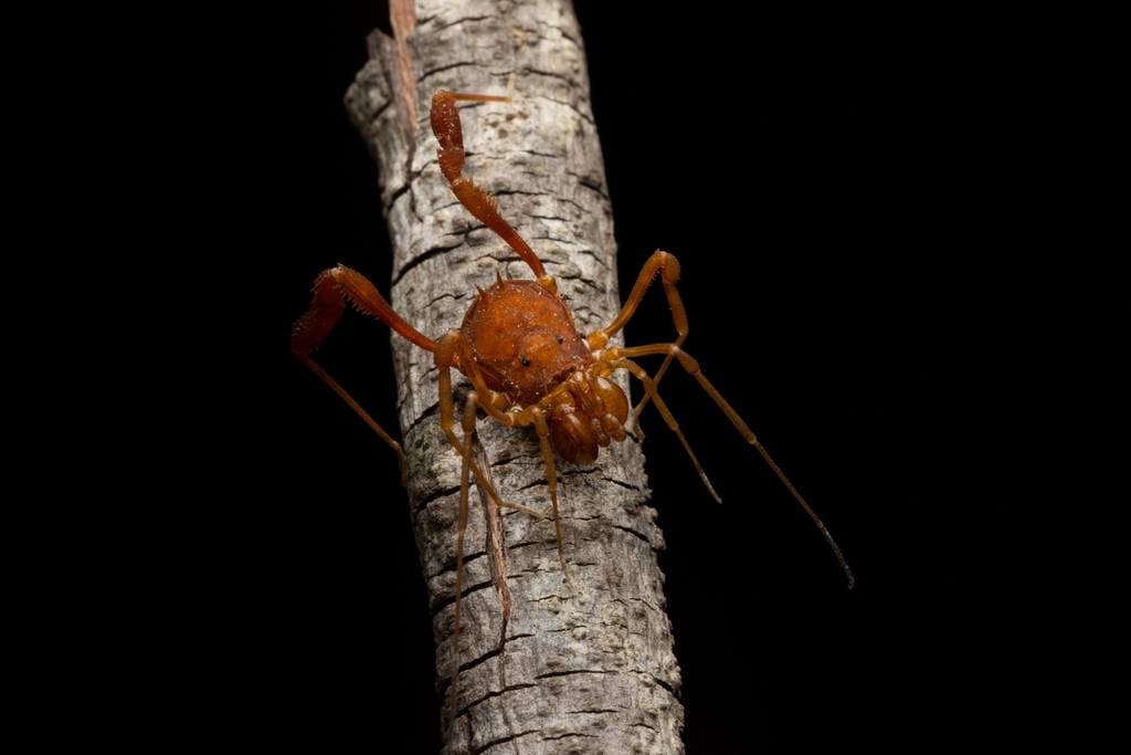 daddy longlegs