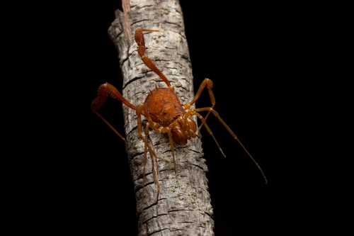daddy longlegs