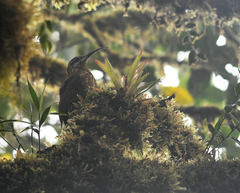 Drymotoxeres pucheranii