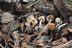Mycena amicta