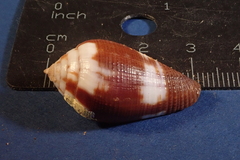 Conus scabriusculus