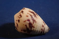 Conus sponsalis
