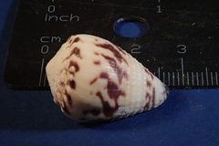 Conus sponsalis