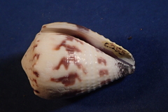 Conus sponsalis