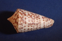 Conus regularis image