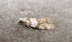 Aethes argentilimitana