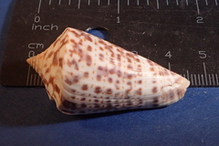 Conus regularis