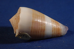 Conus sugillatus