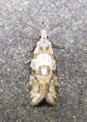 Aethes argentilimitana